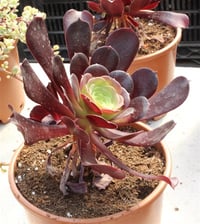 Aeonium Sukulent
