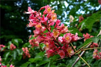 Aesculus carnea Briotii Kırmızı At Kestanesi fidan