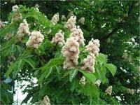 Aesculus hippocastanum Baumannii Beyaz at kestane fidanı