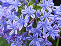 Agapanthus Charlotte Afrika zambağı Agapantus fidesi