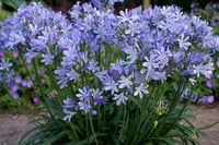 Agapanthus Charlotte Afrika zambağı Agapantus fidesi
