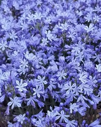 Agapanthus Charlotte Afrika zambağı Agapantus fidesi