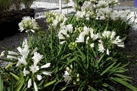 Agapanthus double diamond Afrika zambağı Agapantus fidesi