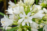 Agapanthus double diamond Afrika zambağı Agapantus fidesi