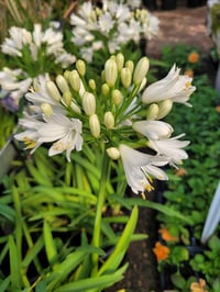 Agapanthus double diamond Afrika zambağı Agapantus fidesi