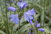 Agapanthus Golden Drop Alacalı afrika zambağı Agapantus fidesi