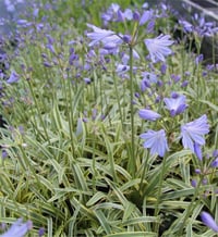 Agapanthus Golden Drop Alacalı afrika zambağı Agapantus fidesi