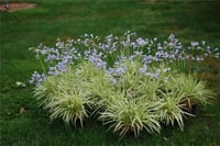 Agapanthus Golden Drop Alacalı afrika zambağı Agapantus fidesi