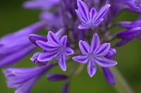 Agapanthus Navy Blue Afrika zambağı Agapantus fidesi