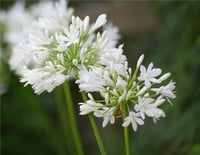 Agapanthus Pitchoune White Bodur Beyaz Afrika zambağı agapantus şefkat çiçeği fidesi
