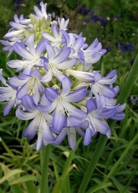 Agapanthus Sea Breeze Afrika zambağı Agapantus fidesi