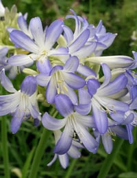 Agapanthus Sea Breeze Afrika zambağı Agapantus fidesi