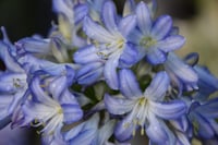 Agapanthus Sea Breeze Afrika zambağı Agapantus fidesi