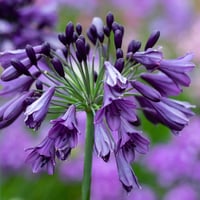 Agapanthus STAR Poppin Purple Afrika zambağı Agapantus fidesi