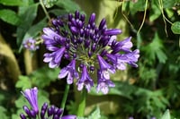 Agapanthus STAR Poppin Purple Afrika zambağı Agapantus fidesi