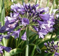 Agapanthus STAR Poppin Purple Afrika zambağı Agapantus fidesi