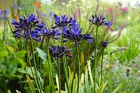 Agapanthus Starry Night Afrika zambağı Agapantus fidesi