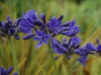 Agapanthus Starry Night Afrika zambağı Agapantus fidesi