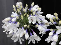 Agapanthus twister Afrika zambağı Agapantus fidesi