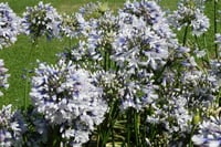 Agapanthus twister Afrika zambağı Agapantus fidesi