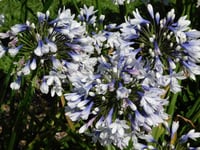 Agapanthus twister Afrika zambağı Agapantus fidesi
