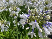 Agapanthus twister Afrika zambağı Agapantus fidesi