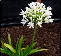 Agapanthus White Heaven Beyaz Afrika zambağı Agapantus fidesi