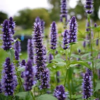 Agastache Black Adder Mor Sinek Kuşu Nanesi, Dev Zufa Otu fidanı