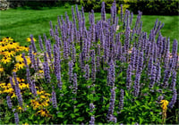 Agastache Blue Fortune Bodur sinekkuşu nane fidesi