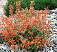 Agastache kudos Mandarin Kavuniçi züfa otu fidesi