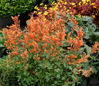 Agastache kudos Mandarin Kavuniçi züfa otu fidesi