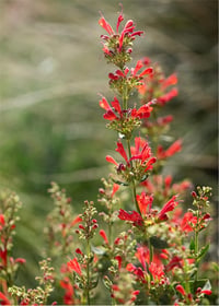 Agastache kudos Red Kırmızı züfa otu fidesi