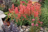 Agastache kudos Red Kırmızı züfa otu fidesi
