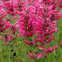 Agastache mex. Red Fortune Kırmızı Sinek Kuşu Nanesi, Dev Zufa Otu fidanı