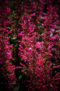 Agastache Morello