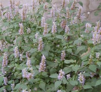 Agastache rugosa Kore Nanesi fidanı