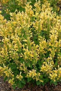 Agastache sarı kore nanesi fidesi Sunny Sparks Yellow
