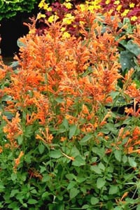 Agastache turuncu kore nanesi fidesi Sunny Sparks Orange Glow
