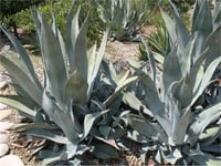 Agave americana Azul Agav fidanı