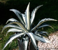 Agave americana Mediopicta Alba Beyaz Alacalı Agav fidanı