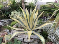 Agave americana Mediopicta Aurea Alacalı Agav fidanı
