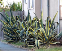 Agave americana variegata Alacalı Agav fidanı