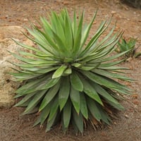 Agave angustifolia dar yapraklı sabırlık