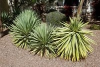 Agave angustifolia dar yapraklı sabırlık