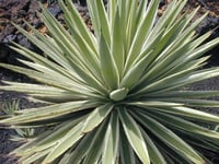 Agave angustifolia variegata alacalı dar yapraklı sabırlık
