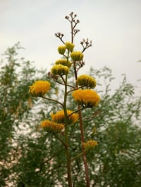 Agave chrysantha Altın Çiçekli Yüzyıl Bitkisi Agav fidanı sabırlık
