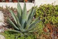 Agave chrysantha Altın Çiçekli Yüzyıl Bitkisi Agav fidanı sabırlık
