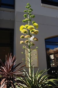 Agave desmettiana variegata Alaca İbrik Yapraklı Agav fidanı