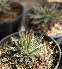 Agave filifera Schidigera İplik Yapraklı Agav Fidanı