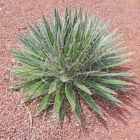 Agave filifera Schidigera İplik Yapraklı Agav Fidanı